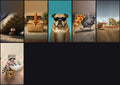Funny Animals Pack — 6 Lock Screens